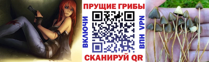 Псилоцибиновые грибы мицелий  как найти наркотики  Сердобск 
